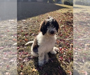 Poodle (Standard) Puppy for sale in AIKEN, SC, USA