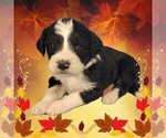 Small Photo #30 Bernedoodle Puppy For Sale in BLACK FOREST, CO, USA