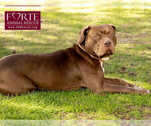 Frida - Female American Staffordshire Terrier-Unknown Mix Dog for Adoption - Photo #4