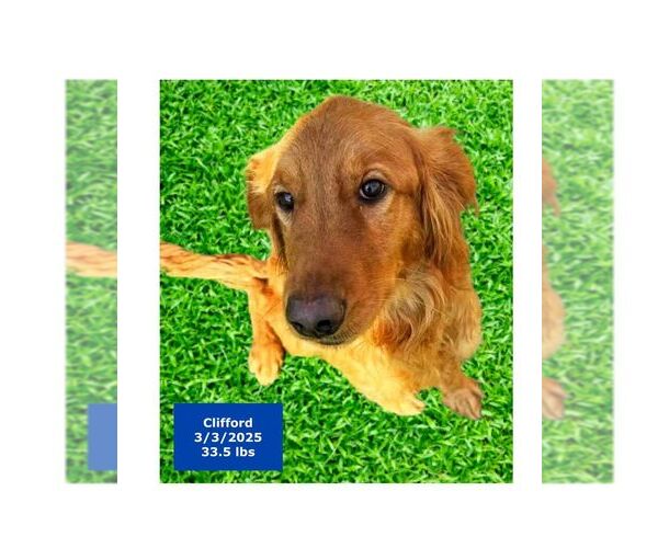 Medium Photo #4 Golden Retriever Puppy For Sale in West Hollywood, CA, USA