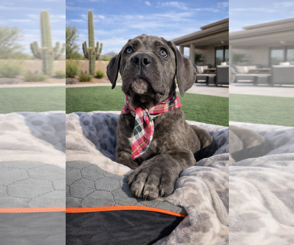 Medium Photo #1 Mutt Puppy For Sale in Goodyear, AZ, USA