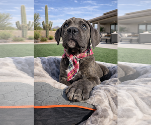 Mutt Dogs for adoption in Goodyear, AZ, USA