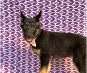 German Shepherd Dog Puppy for sale in LANCASTER, PA, USA
