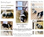 Small Photo #2 Australian Shepherd Puppy For Sale in PURCELLVILLE, VA, USA