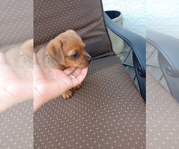 Medium Photo #12 Chorkie Puppy For Sale in DAYTON, OH, USA
