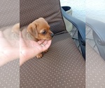 Small #11 Chorkie