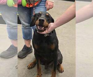 Vinny - Male Doberman Pinscher Dog for Adoption - Photo #19