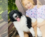 Small Photo #6 Goldendoodle-Poodle (Standard) Mix Puppy For Sale in MONTVERDE, FL, USA