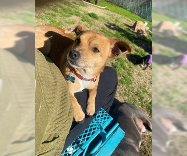 Medium Photo #4 Chihuahua-Unknown Mix Puppy For Sale in Visalia, CA, USA