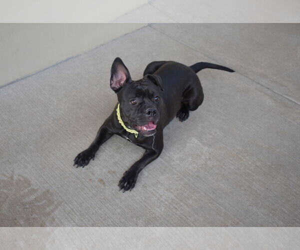 Medium Photo #1 American Pit Bull Terrier-Unknown Mix Puppy For Sale in McKinney, TX, USA