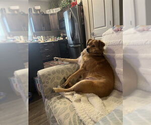 Mutt Dogs for adoption in Ogden, UT, USA