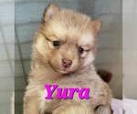 Small Photo #4 Pomsky Puppy For Sale in PEKIN, IL, USA