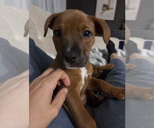 Morticia - Female American Pit Bull Terrier-Unknown Mix Dog for Adoption - Photo #3