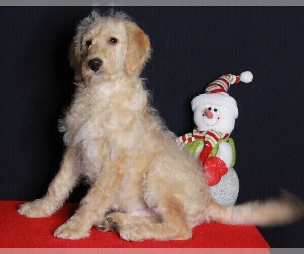 Medium Photo #4 Labradoodle Puppy For Sale in FREDERICKSBURG, OH, USA