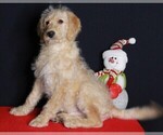 Small Photo #4 Labradoodle Puppy For Sale in FREDERICKSBURG, OH, USA