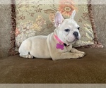 Small #3 French Bulldog