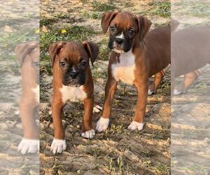 Boxer Puppy for sale in PLAINFIELD, IN, USA