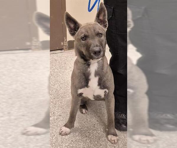 Medium Photo #1 German Shepherd Dog-Unknown Mix Puppy For Sale in Lodi, CA, USA