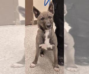 German Shepherd Dog-Unknown Mix Dogs for adoption in Lodi, CA, USA