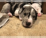 Small Photo #5 Great Dane Puppy For Sale in ANAHEIM, CA, USA