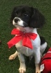 Small Photo #3 Cavalier King Charles Spaniel Puppy For Sale in WEST POINT, VA, USA