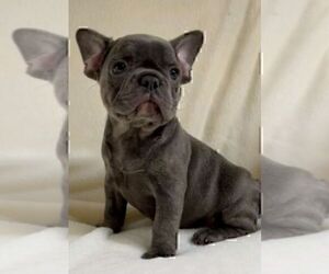 French Bulldog Puppy for sale in PENSACOLA, FL, USA
