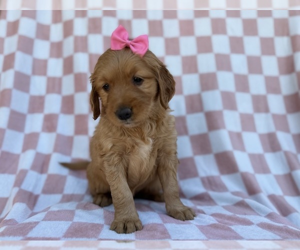 Medium Photo #5 Golden Retriever Puppy For Sale in LAKELAND, FL, USA
