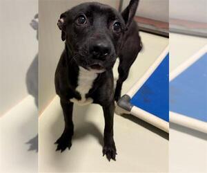 Mutt Dogs for adoption in Bakersfield, CA, USA