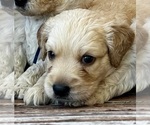 Puppy Doowop Goldendoodle
