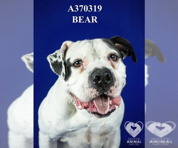 Medium Photo #2 Bulldog-Unknown Mix Puppy For Sale in Stockton, CA, USA