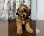 Image preview for Ad Listing. Nickname: Shipoo puppies