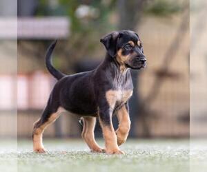 Dancer Pup - Disco - Male Mutt Dog for Adoption - Photo #8