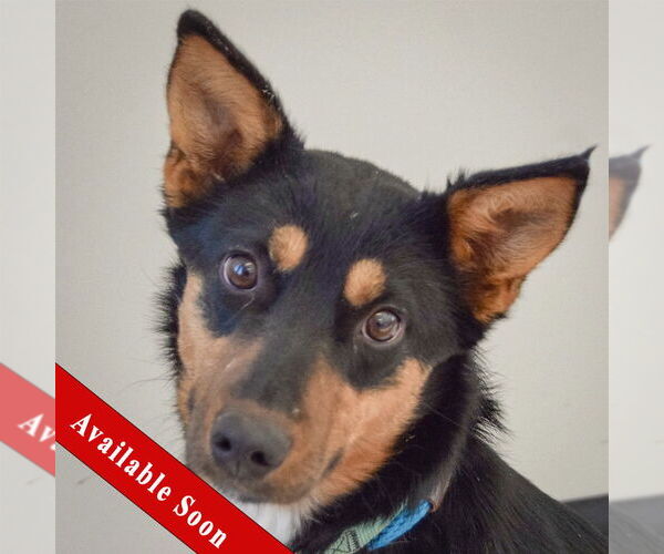 Medium Photo #1 Australian Kelpie-German Shepherd Dog Mix Puppy For Sale in Huntley, IL, USA