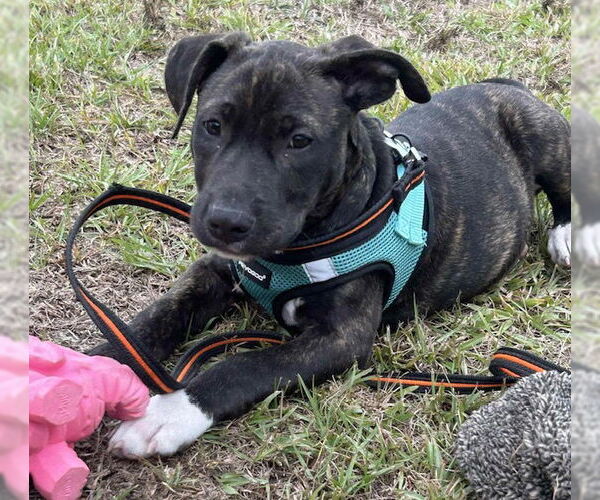 Medium Photo #3 Mutt Puppy For Sale in Tarrytown, GA, USA