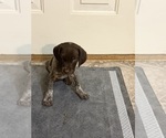 Puppy Nina German Shorthaired Pointer