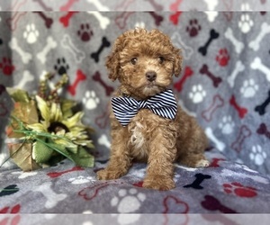 ShihPoo Puppy for sale in LAKELAND, FL, USA