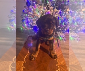 Rottweiler Puppy for sale in ROLLA, MO, USA