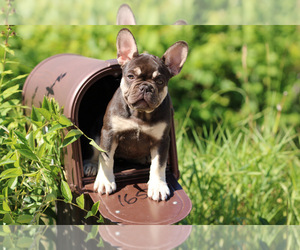 French Bulldog Puppy for sale in MAYVILLE, MI, USA