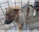 Small Photo #10 German Shepherd Dog Puppy For Sale in WYTHEVILLE, VA, USA