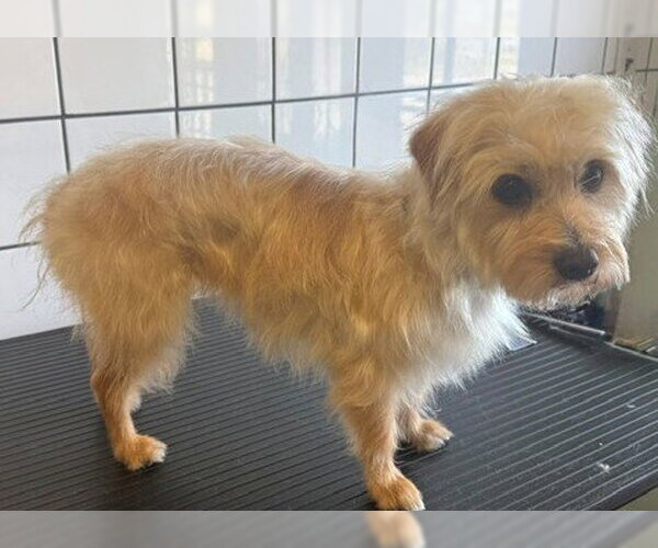 Medium Photo #1 Mutt Puppy For Sale in Downey, CA, USA