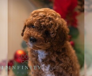 Bichpoo Puppy for sale in DORNSIFE, PA, USA