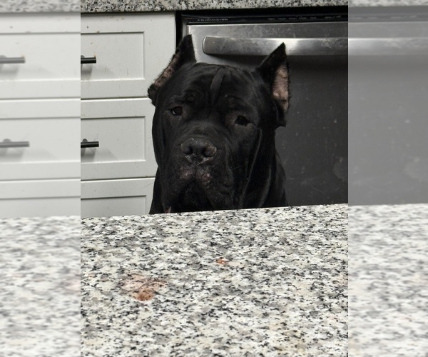 Medium Photo #3 Cane Corso Puppy For Sale in STRATFORD, NY, USA