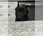 Small #2 Cane Corso