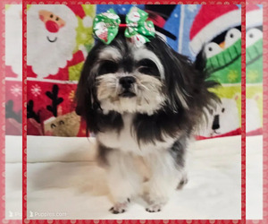 Maltese Puppy for sale in TAYLOR, TX, USA