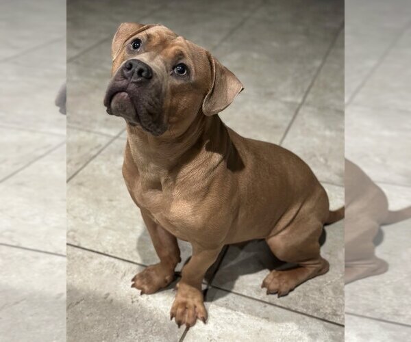 Medium Photo #3 American Pit Bull Terrier Puppy For Sale in Chandler, AZ, USA