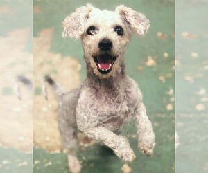 Mutt Dogs for adoption in GILBERTS, IL, USA