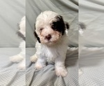 Small #2 Bernedoodle (Miniature)