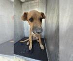 Small Black Mouth Cur Mix