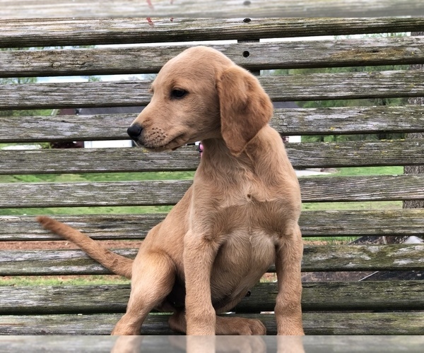 Medium Photo #5 Labradoodle Puppy For Sale in MURRAYVILLE, GA, USA