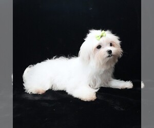 Maltese Puppy for Sale in ROCK VALLEY, Iowa USA